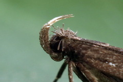 Neofaculta ericetella