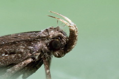 Neofaculta ericetella