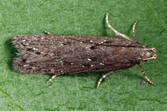 Neofaculta ericetella