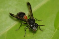 Ropalidia sumatrae