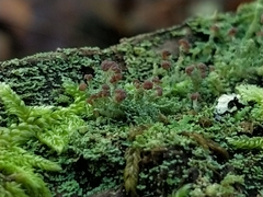 Cladonia parasitica