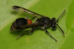 Ropalidia sumatrae