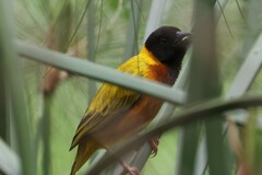 Ploceus melanocephalus