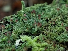 Cladonia parasitica