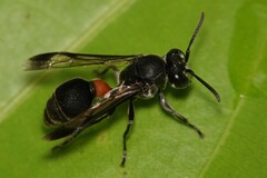 Ropalidia sumatrae