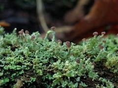 Cladonia parasitica