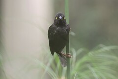 Ploceus nigerrimus