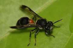 Ropalidia sumatrae