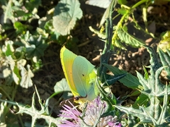 Gonepteryx cleopatra