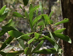 Hakea benthamii