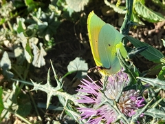 Gonepteryx cleopatra