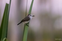 Arundinicola leucocephala