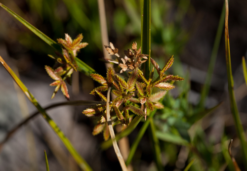 Toothed flatsedge