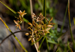 Cyperus dentatus