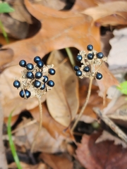 Allium tricoccum