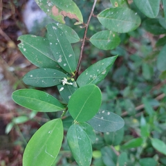 Erythroxylum coca