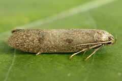 Agnoea josephinae
