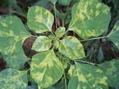 Acalypha indica