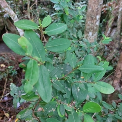 Erythroxylum coca