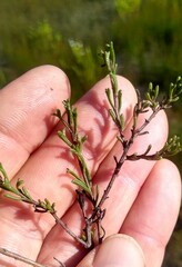 Cymbopappus adenosolen