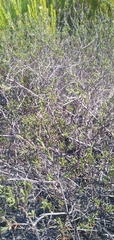 Cymbopappus adenosolen