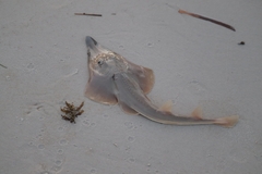 Aptychotrema rostrata