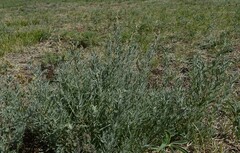 Artemisia dracunculus glauca