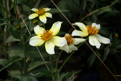 Bidens aurea