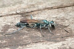 Chalybion bengalense