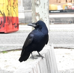 Corvus frugilegus