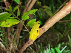 Hyperolius tuberilinguis