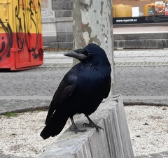 Corvus frugilegus