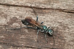 Chalybion bengalense