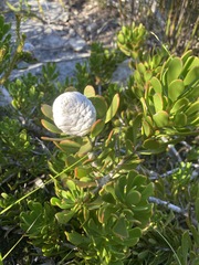 Leucadendron muirii