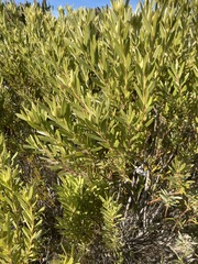 Leucadendron meridianum