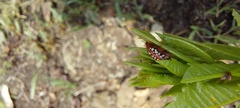 Calotheca