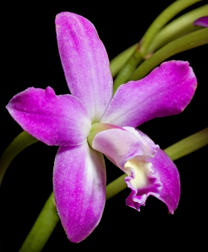Rupestris Orchid
