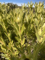 Leucadendron meridianum