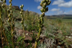 Artemisia monostachya