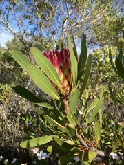 Protea obtusifolia