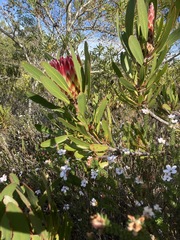 Protea obtusifolia