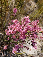 Erica corifolia