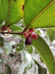 Syzygium
