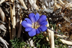 Gentiana arisanensis