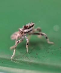Fulgoridae
