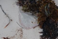 Trygonoptera testacea