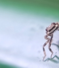 Fulgoridae