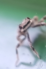 Fulgoridae