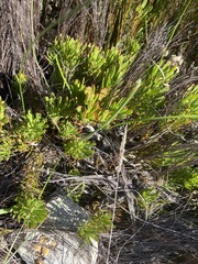 Leucadendron muirii