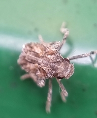 Fulgoridae